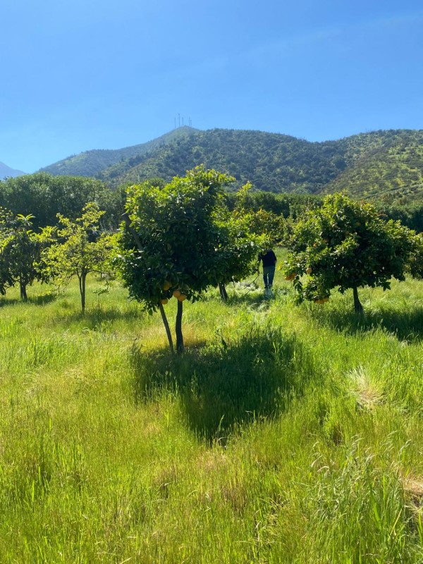 FRENTE A ROSA AGUSTINA / QUILPUE...                                    