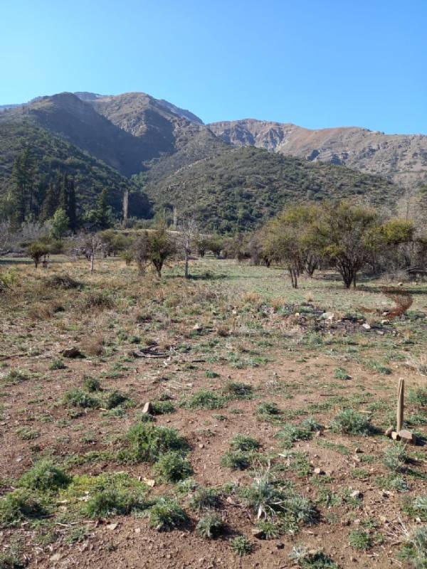 EL MELOCOTN -SAN JOS DE MAIPO